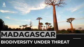 Climate Change And Deforestation Threatens Madagascars Biodiversity
