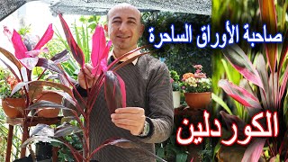 نبتة الكوردلين من رعاية و تسميد و إكثار و علاج