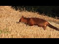 Que du bonheur     ctes  chevreuil deurope  renard roux