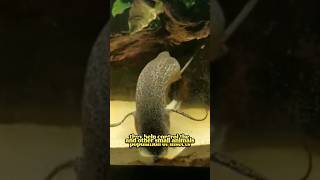 Lungfish Fish That Can Live On Land