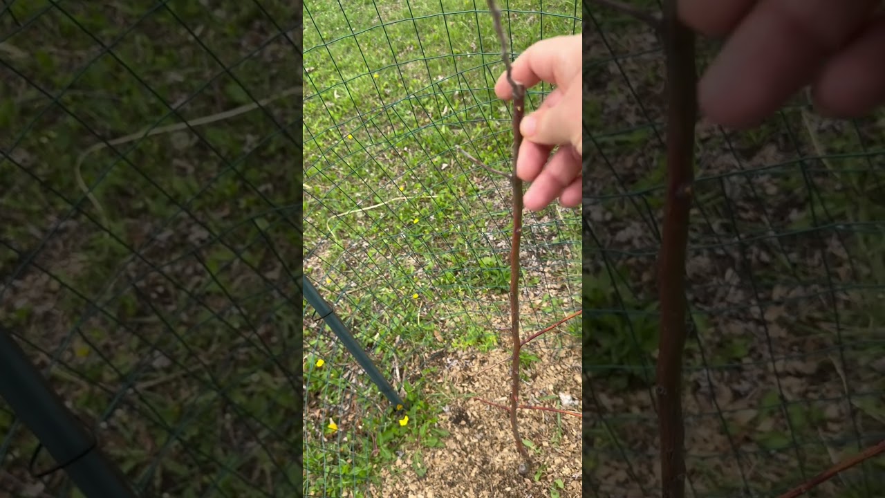 I Need Your Help: What is Wrong With My Apple Tree?