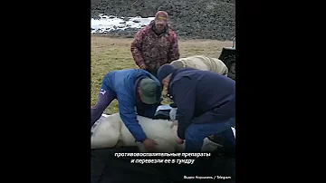 В Сибири спасли белую медведицу с банкой сгущенки в пасти