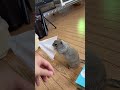 ティッシュの季節になりました#リチャードソンジリス #ピー助 #animals #ティッシュがほしい