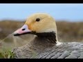 Alaska's Yukon Delta National Wildlife Refuge