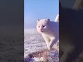 кошачий рай