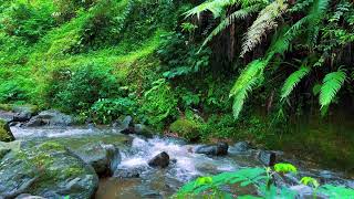Relaxing River Sounds for Focus, Studying &amp; A Peaceful Home 🌿 Relaxing Sleep Calming Anxiety