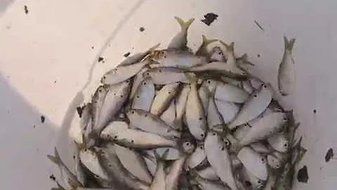 Fluke Fishing NJ