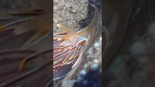 Opalescent Nudibranch