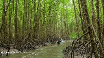 Rừng Đước Cà Mau