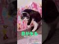 【目が光る猫】魅惑のイリュージョンCat with glowing eyes