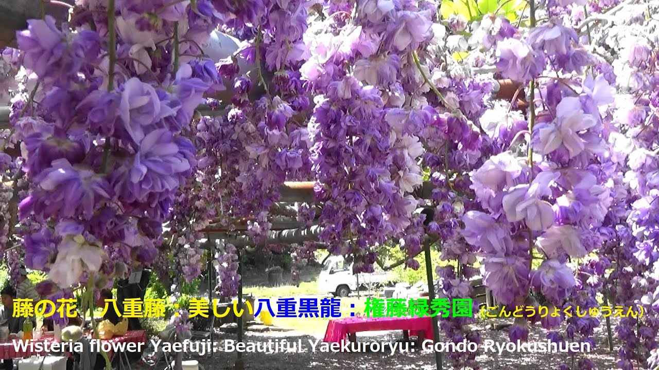 藤の花 八重藤 美しい八重黒龍 権藤緑秀園 りょくしゅうえん Wisteria Flower Yaefuji Beautiful Yaekuroryu Gondo Ryokushuen 癒し Youtube