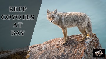 How to Safely Keep Coyotes Out of Your Yard