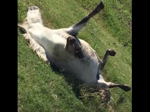 Funny Horse Sleeping Is This Normal It Depends Youtube,Thai Sweet Chili Sauce Brand