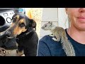 Woman saves baby squirrel that dog brought home