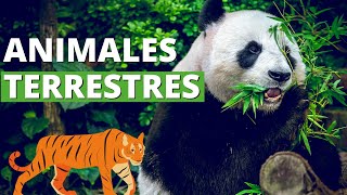 Los ANIMALES TERRESTRES: cómo son, ejemplos y características🦁