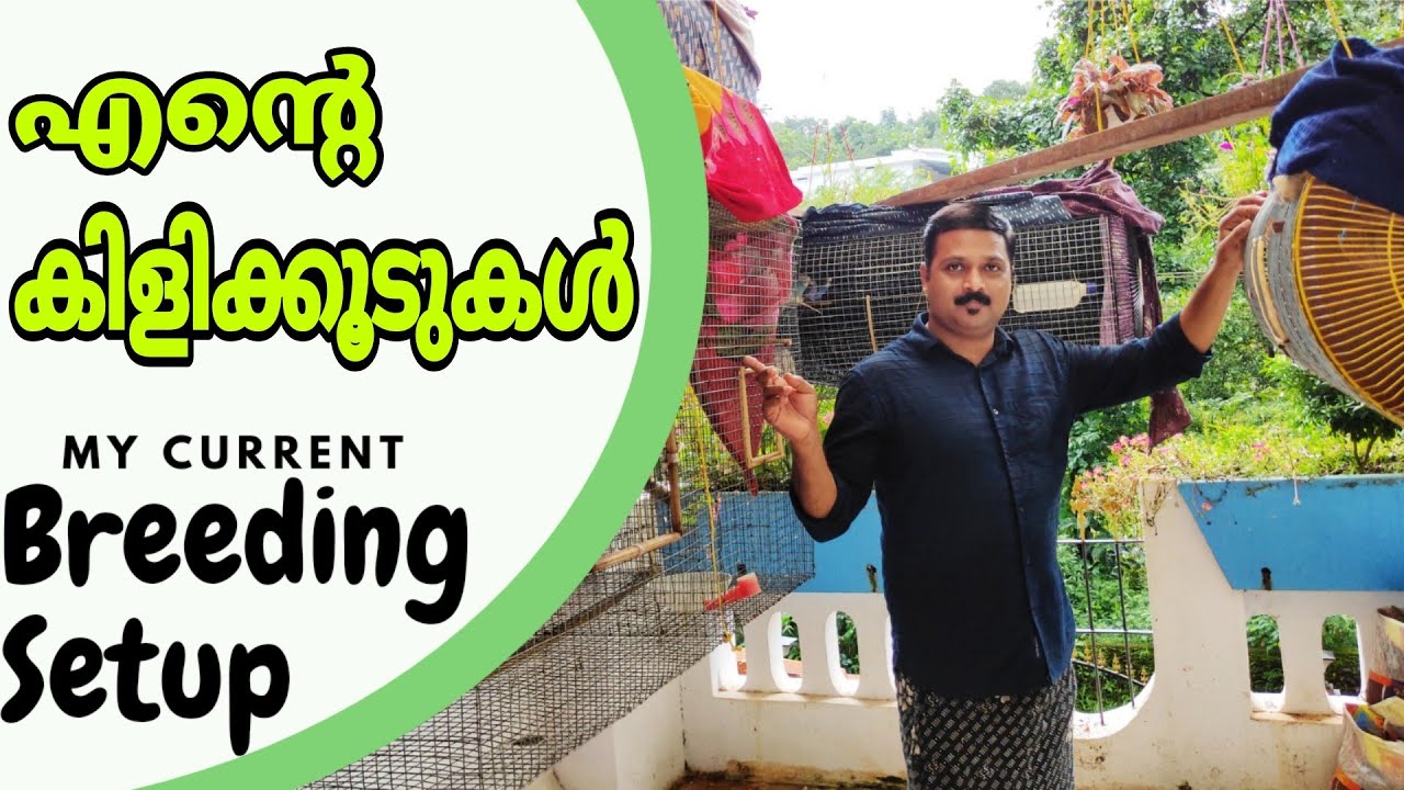 My Current Breeding Setup || എന്റെ കിളിക്കൂടുകൾ || R&B MEDIA
