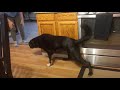 Funny Dog is Too Scared to Leave Kitchen Mat, Must Have One Paw on at All Times