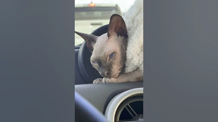 Video 7321041: sphynx catlover cutecat, sphynx hairless cat, sphynx love catlover, sphynx catlover cute, cute cat riding