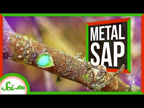 This Tree Oozes Metal Sap thumbnail