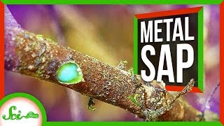 This Tree Oozes Metal Sap