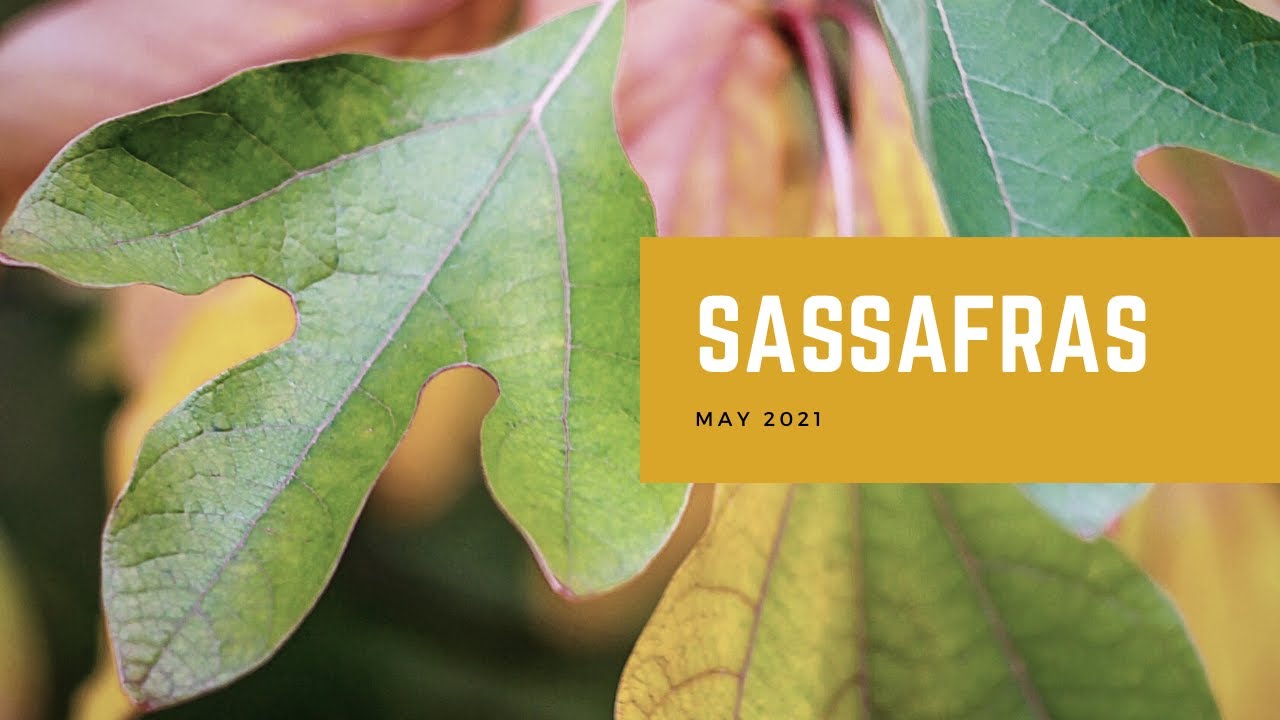 Sassafras - YouTube