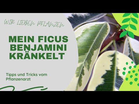 Video: Warum wirft Benjamins Ficus seine Blätter ab?