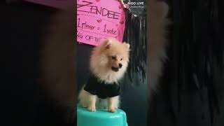 Bebezao Says I Love You