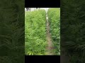 #plants #nature #organic #farm #exotic #growyourown