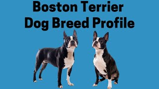 Boston Terrier Dog Breed Profile by Pet Fix 173 views 2 years ago 7 minutes, 11 seconds