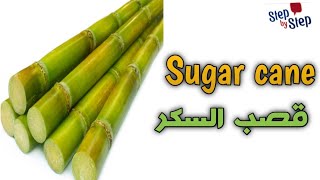 نطق كلمة sugar cane قصب السكر 🗣️