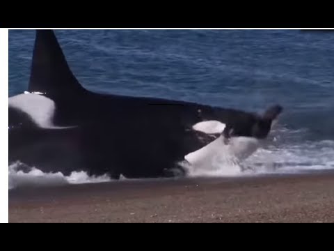 الحوت الازرق يلتهم رجل علي الشاطئ فيديو غير حقيقي Youtube