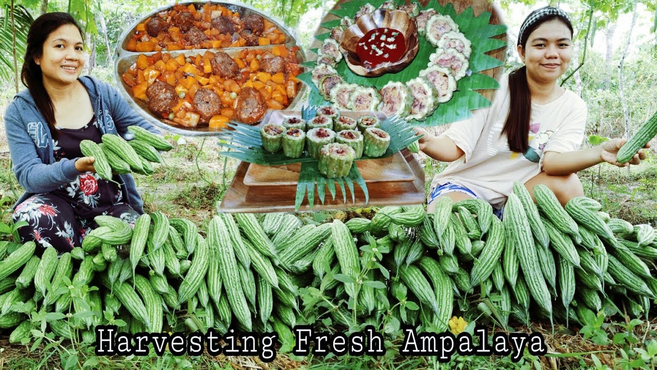 Different ways to cook fresh bitter gourd HARVEST & COOK YouTube