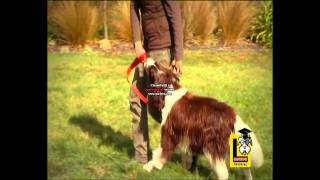 Dog Training Collar - The Clever Collar from master Pet.avi