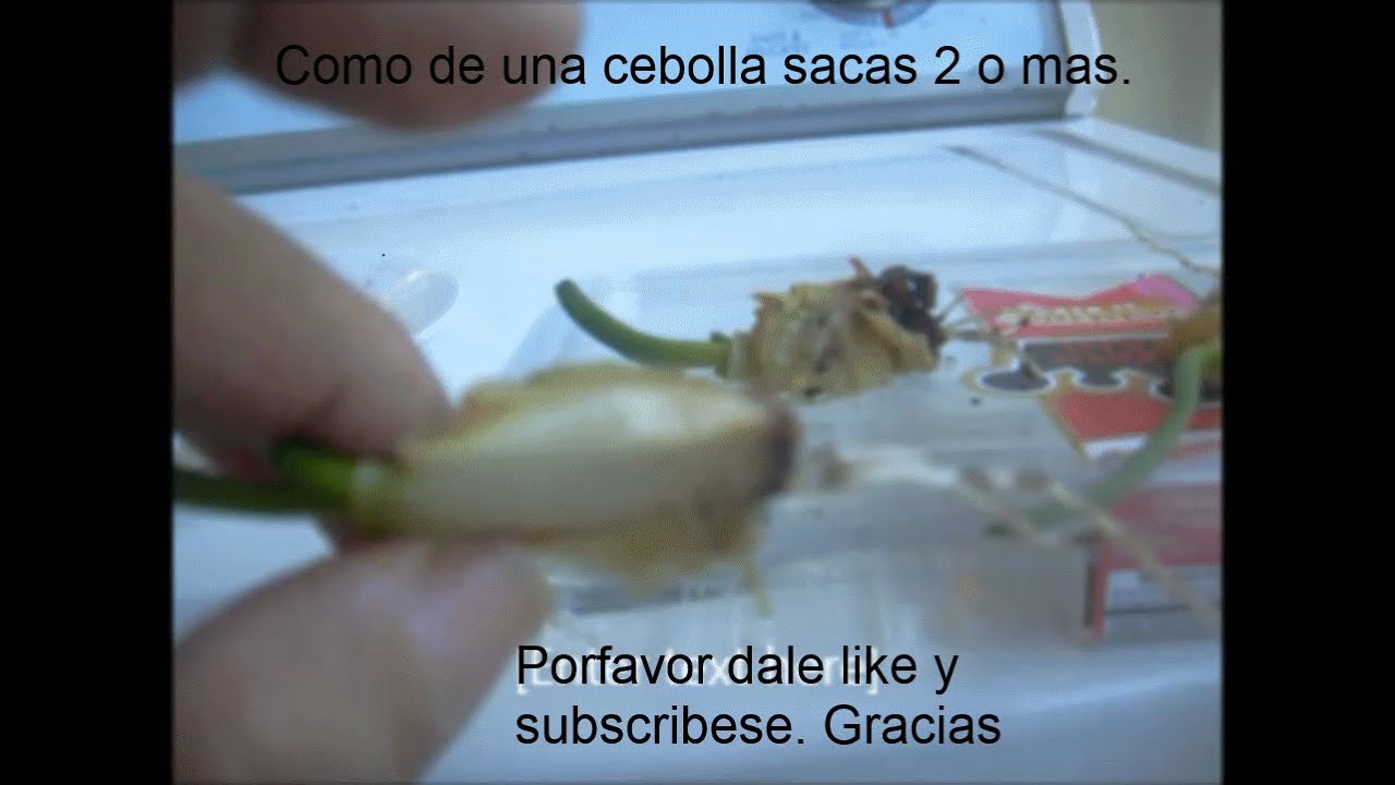 como hacer mas Cebollas con la parte que botas - YouTube como hacer mas Cebollas con la parte que botas - YouTube