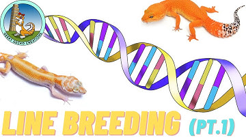 What is LINE BREEDING | Leopard Geckos (Pt.1)