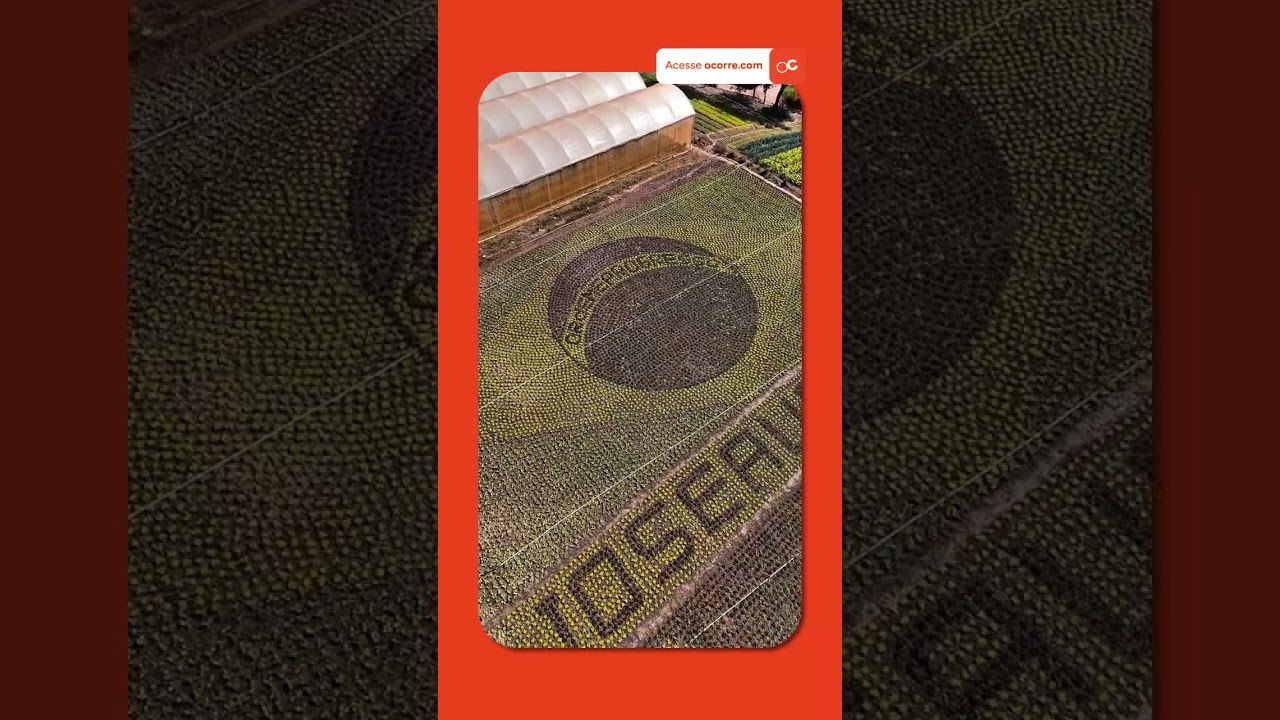 Agricultor transforma PLANTAÇÃO em bandeira do Brasil para TORCER PELO HEXA