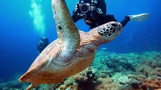 Divecation Dauin And Apo Island 2023 Negros Is., Philippines