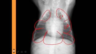 VET Talks  Normal Radiographic Anatomy of the Canine Thorax