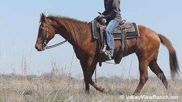 Smart Lil Redfeather - trail riding! - ValleyViewRanch.net
