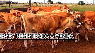 NOVILHAS JERSEY REGISTRADAS A VENDA | VACAS, TOURINHOS E BEZERRAS DA CABANHA PARAÍSO