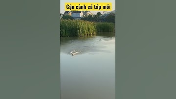 Câu lure cá lóc cận cảnh cá táp mồi #thanhcauca #snakeheadfishing