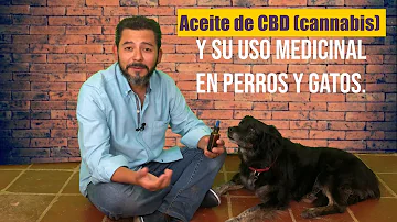 ¿Cuánto aceite de CBD debo dar a mi perra para calmarla?