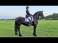 First time a higher dressage class, and funny videos in the meadow! M2 proef 22 Friesian horses.