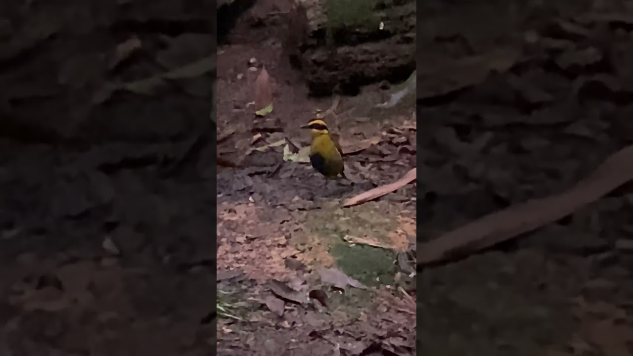 Bornean Banded Pitta, Hydrornis schwaneri, Trus Madi, Sabah, Borneo, Malaysia, 21 May 2025