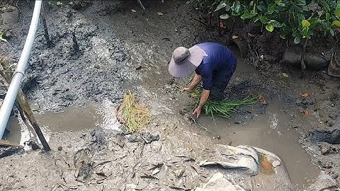 Giải cứu cá rô đồng mắc cạn , (T117) 