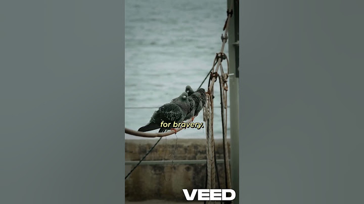 Interesting facts about pigeons in English. #video #veue #viral #foryou #sadon #reel #story #shorts