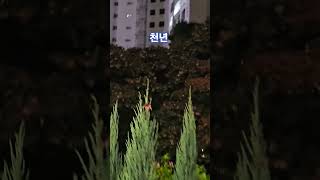 천년 (윤시내) Cover 가수하도영