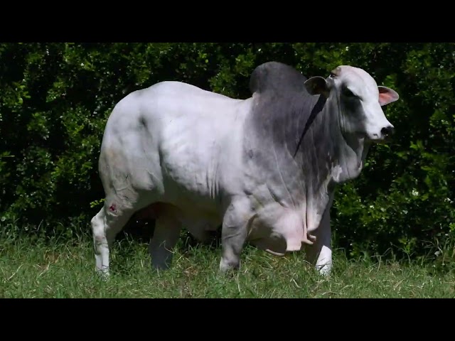 LOTE 34   ONIX 1400