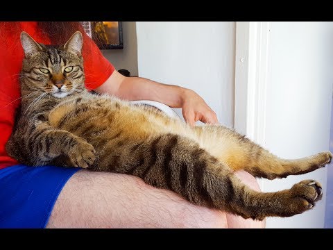 These Two Cats Know How To Chill Out