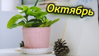 ОКТЯБРЬ – важные сезонные роботы с комнатными растениями. ОКТЯБРЬ – важные сезонные роботы с комнатными растениями.